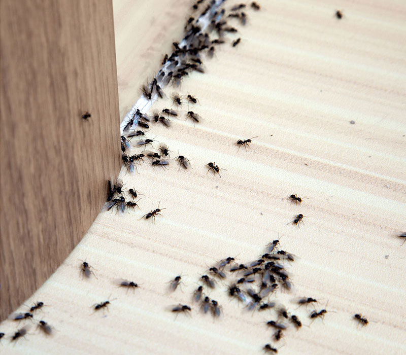 Ant Control Services in Penrith