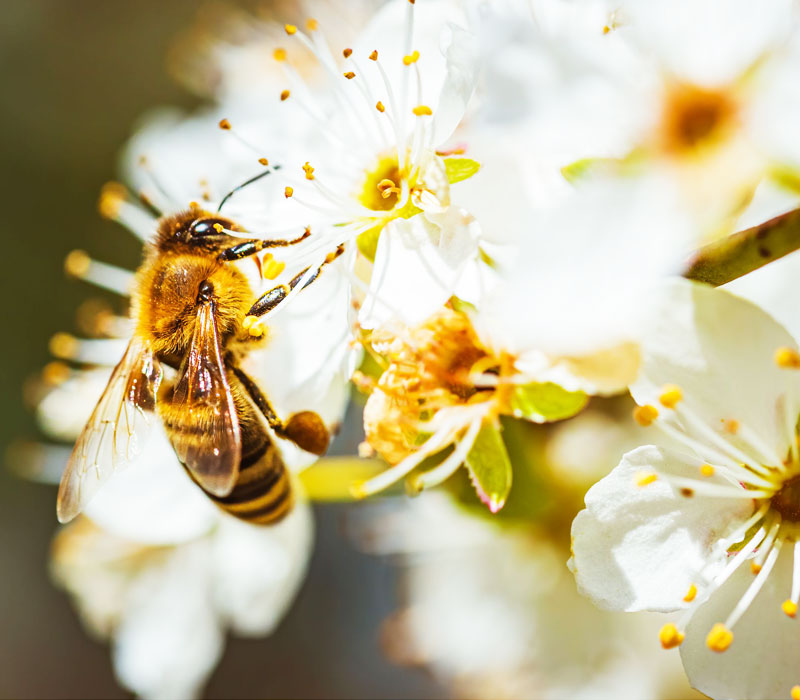 Bee Control Services in Penrith