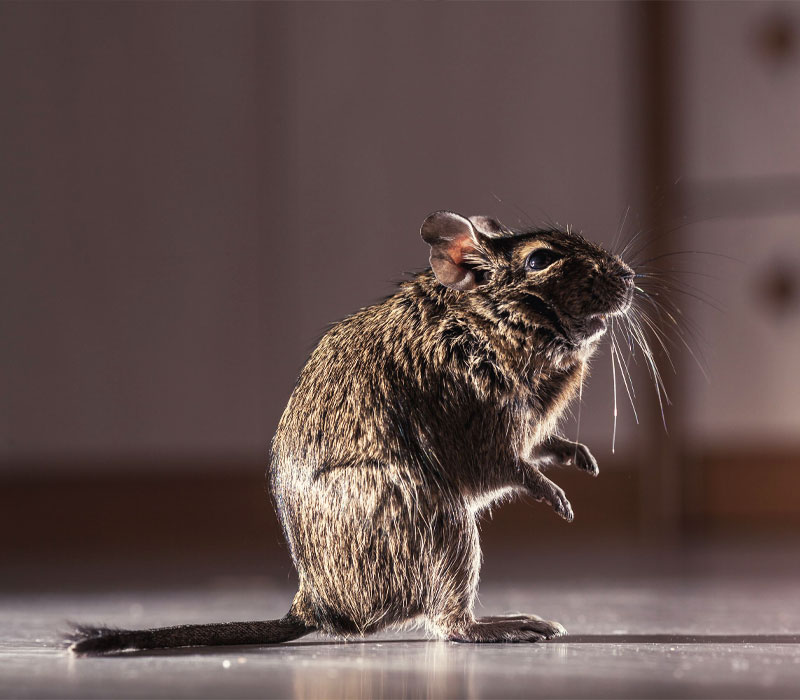 Rodents Control services in Penrith