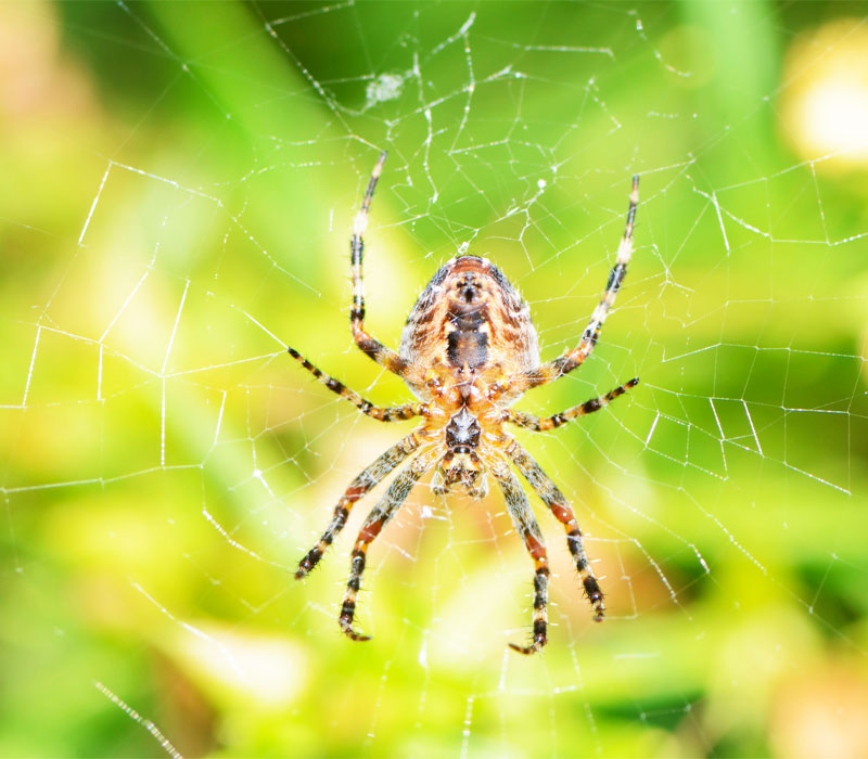 Spider Control Penrith